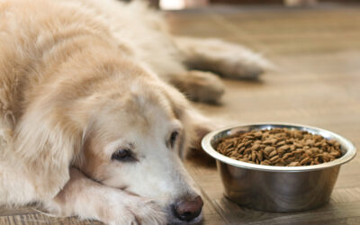 What to Do When Your Dog Won’t Eat Dry Food